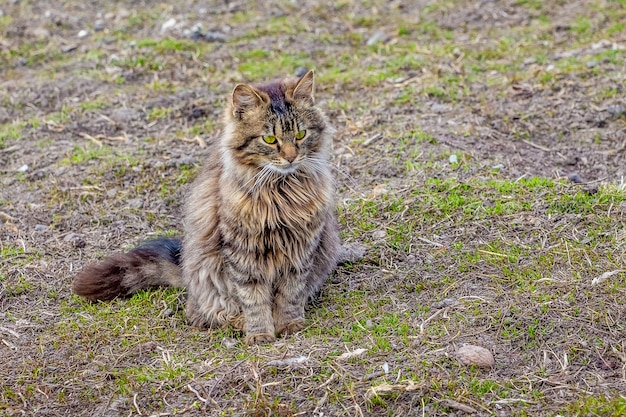 Un joven gato mullido se sienta en la hierba y mira cuidadosamente hacia adelante