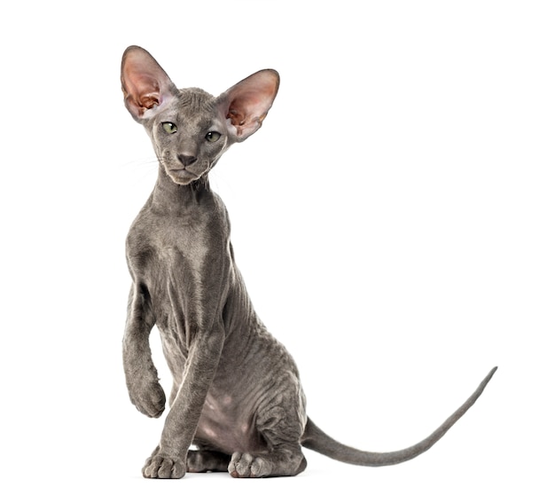 Joven gato Peterbald sentado, aislado en blanco