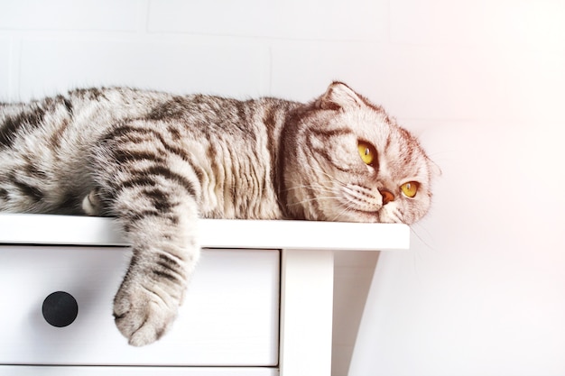 Foto joven gato rayado descansando se encuentra en una mesa en la luz del sol