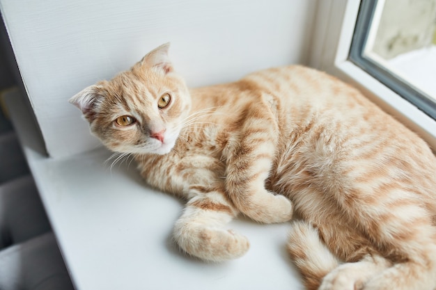 Joven gato rojo rayado British Shorthair se encuentra en un alféizar de la ventana en casa, mascota doméstica, mira a la cámara