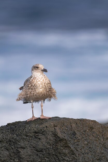 Foto joven gaviota de patas amarillas larus michahellis de pie en la roca volcánica