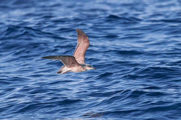 Joven gaviota de patas amarillas Larus michahellis volando sobre el azul del océano Atlántico