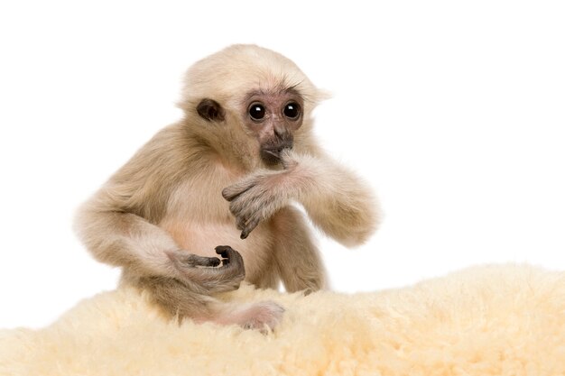 Joven Gibbon Pileated, Hylobates Pileatus, sentado