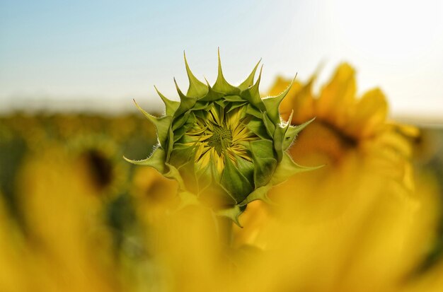 Un joven girasol helianthus se está preparando para florecer