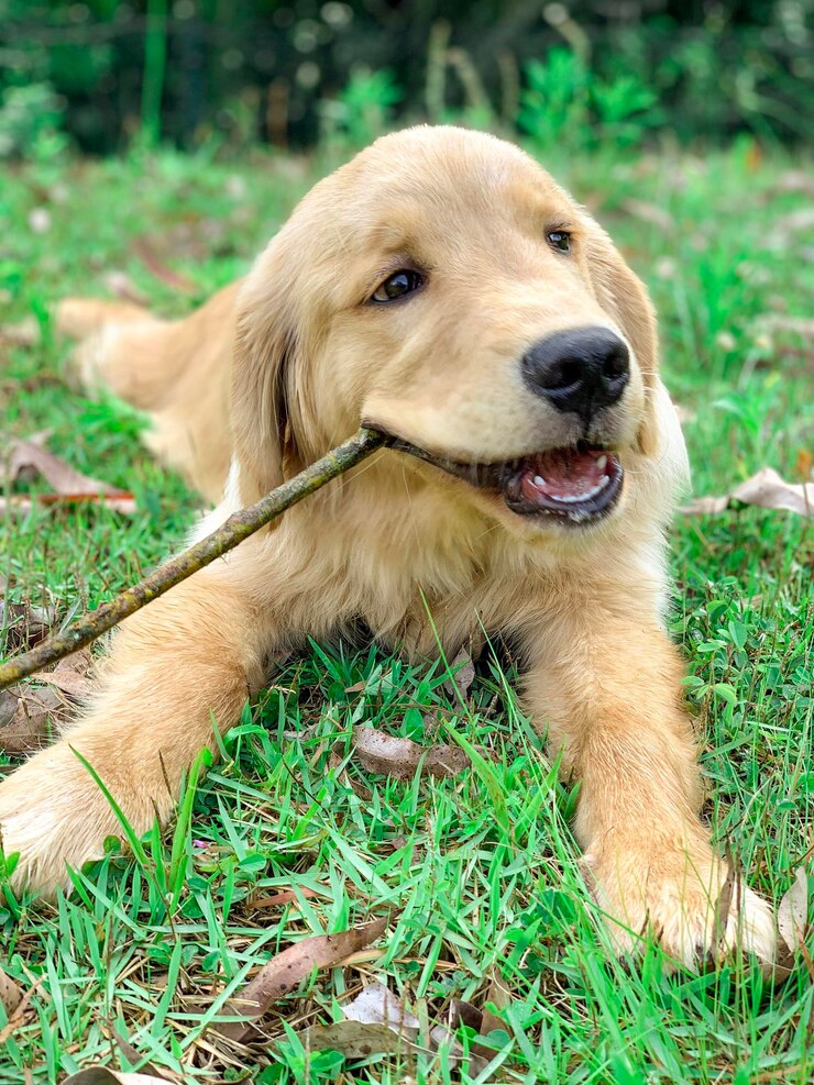 joven golden retriever mordiendo una rama en la hierba