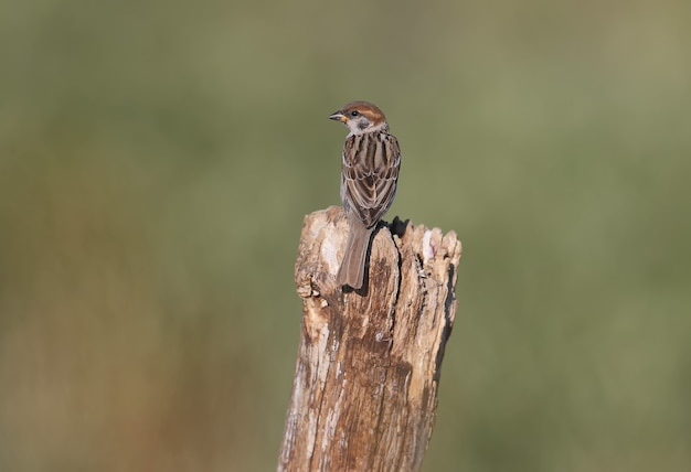 Un joven gorrión arborícola euroasiático (Passer montanus) se sienta en una rama