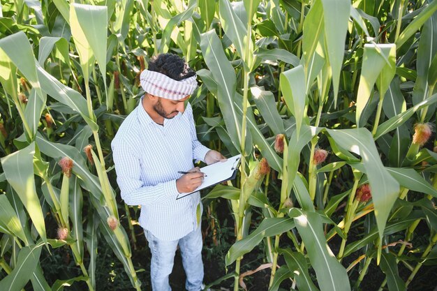 joven granjero indio en el campo de maíz