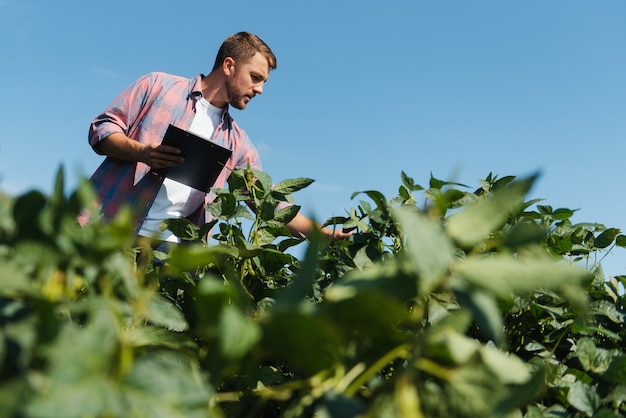 Foto joven guapo ingeniero agrícola en campo de soja con tableta en manos a principios de verano