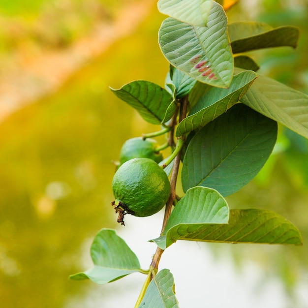 Joven guayaba en árbol