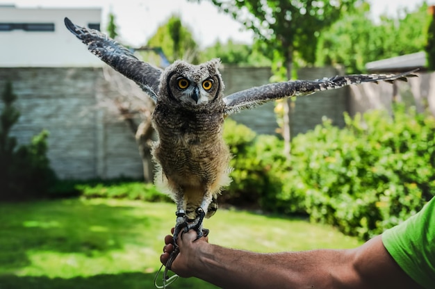 Joven hermosa lechuza africana alas abiertas en la mano humana, Spotted Eagle-Owl - Bubo africanus también ca