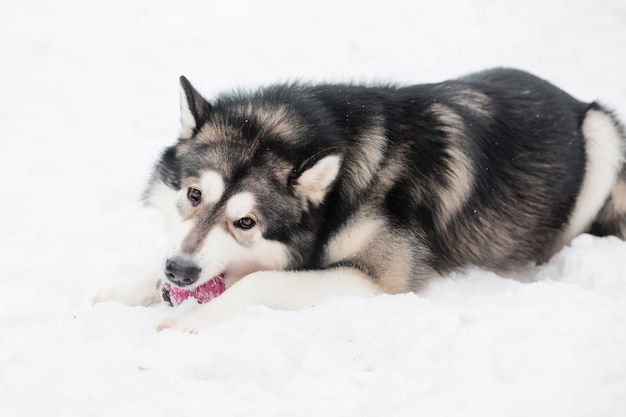 Joven hermoso malamute de Alaska acostado y jugando con bola violeta en la nieve. Invierno de perro.