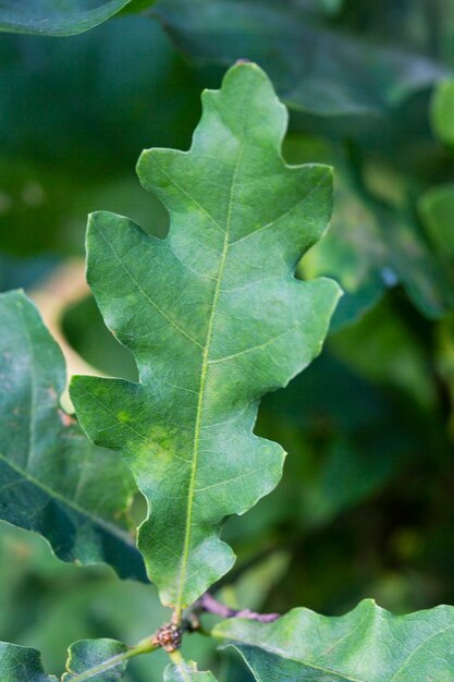 Una joven hoja de roble verde en la rama de un árbol en un día de verano