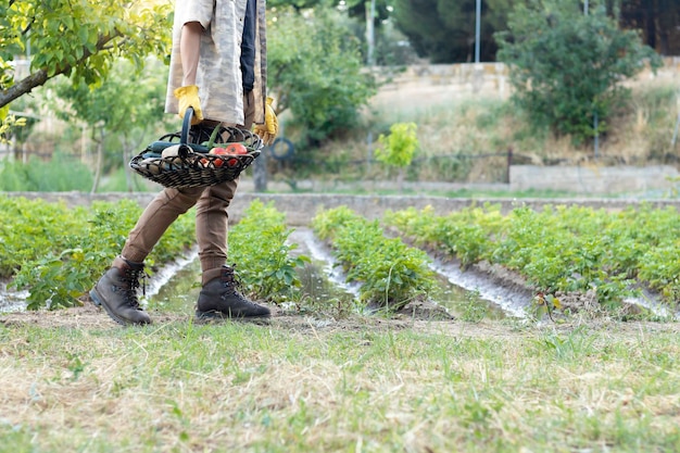 Un joven irreconocible caminando por el huerto del jardín con una cesta de mimbre en la mano llena de verduras