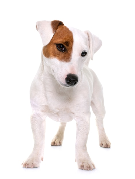 joven jack russel terrier