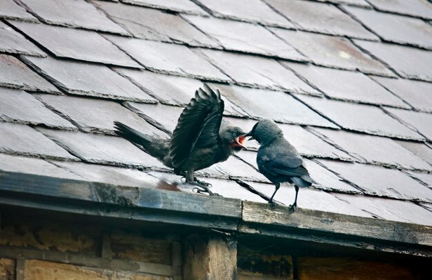 Joven jackdaw siendo alimentado por adultos