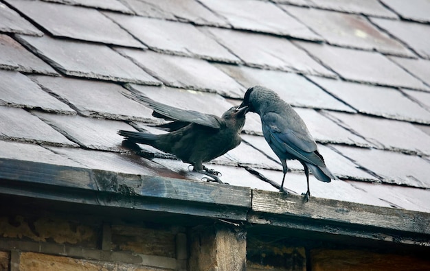 Joven jackdaw siendo alimentado por adultos