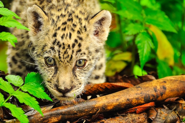 Un joven jaguar acechando en la hierba.