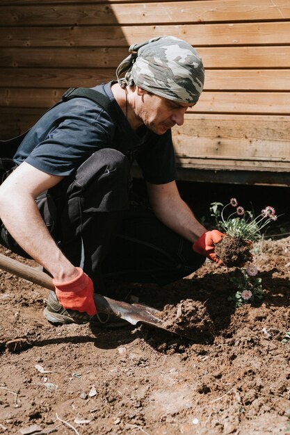 Joven jardinero y agricultor maduro de 40 años con manos masculinas en guantes planta flores silvestres de margarita en su granja suburbana en el pueblo rural cerca de la jardinería y la decoración de la casa