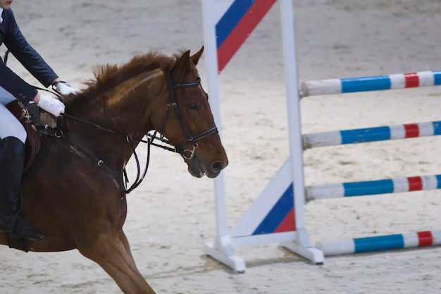 Joven jinete sentado sobre un caballo negro en el concurso de salto