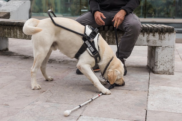 Foto un joven labrador aprende a ser un perro de asistencia con un instructor de perros guía