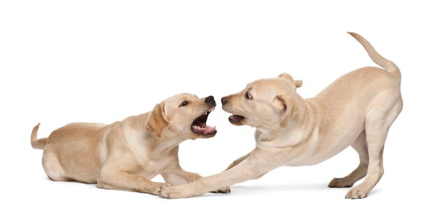 Joven Labrador Retriever, 4 meses de edad