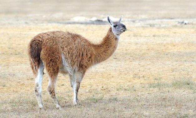 El joven lama se queda en el campo