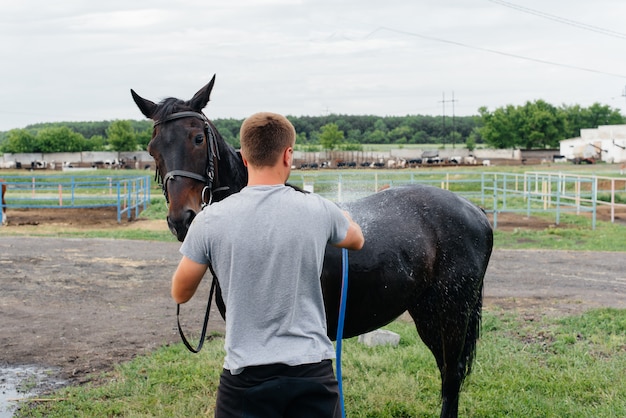 Un joven lava un caballo de pura sangre con una manguera en un día de verano en el rancho. Ganadería y cría de caballos.