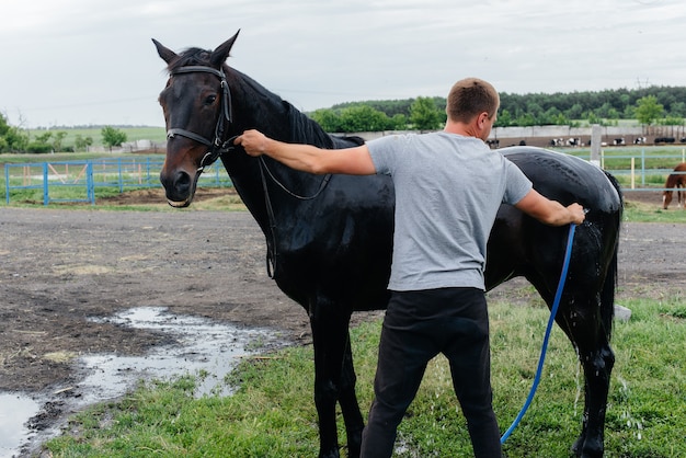 Un joven lava un caballo de pura sangre con una manguera en un día de verano en el rancho. Ganadería y cría de caballos.