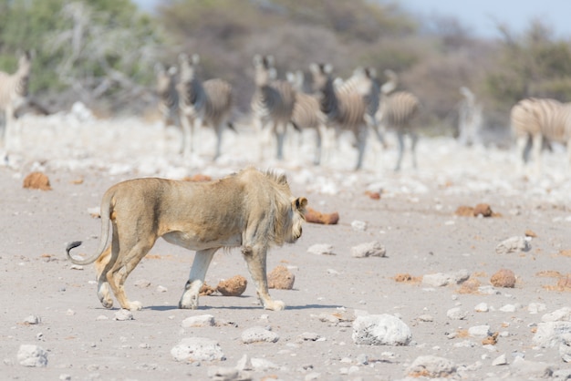 Joven león macho, listo para el ataque, caminando hacia la manada de cebras corriendo, desenfocado. Safari de vida silvestre en el Parque Nacional de Etosha, Namibia, África.