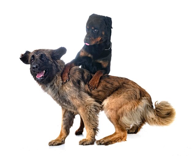 Foto joven leonberger y rottweiler frente a un fondo blanco