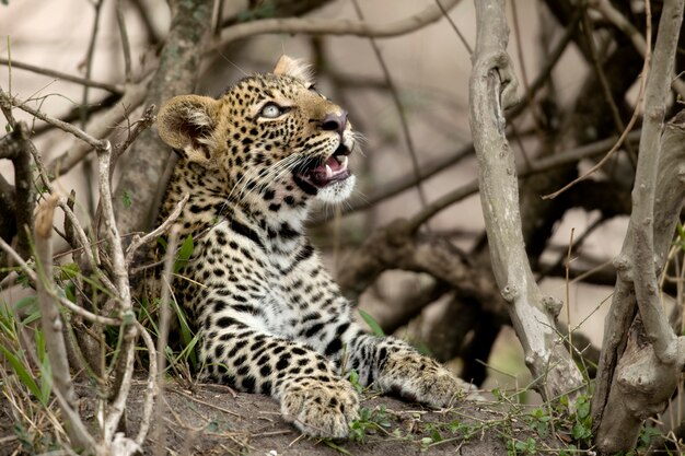 Joven leopardo en Serengeti, Tanzania, África