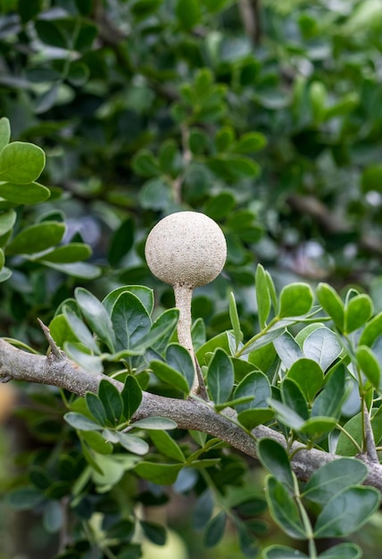 Joven limonia acidissima o manzana de madera que crece en el árbol con espacio de copia