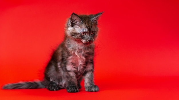 Joven lindo coño Maine Shag Cat de color humo negro sentado sobre fondo rojo y mirando hacia abajo