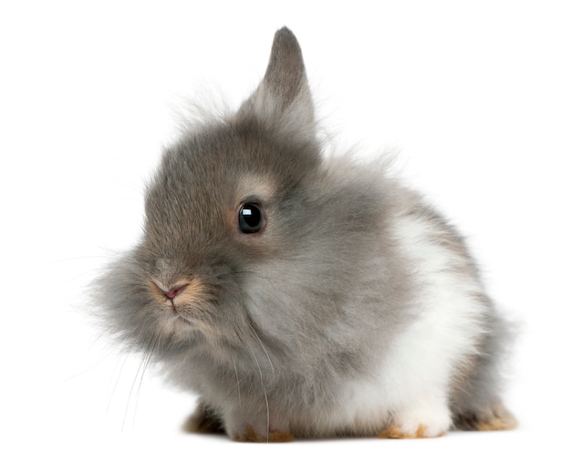 Joven Lionhead conejo, delante de fondo blanco