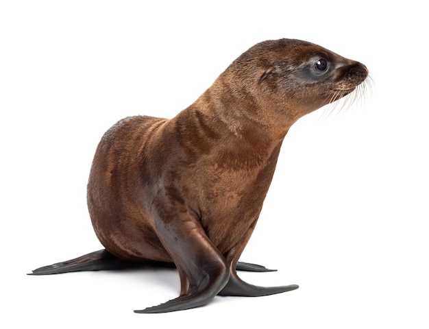 Joven lobo marino de California, Zalophus californianus, de 3 meses de edad contra el fondo blanco.