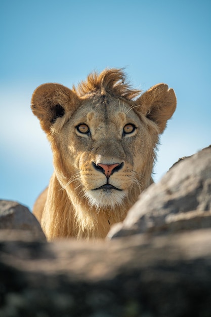 Joven macho de león ojos cámara sobre las rocas