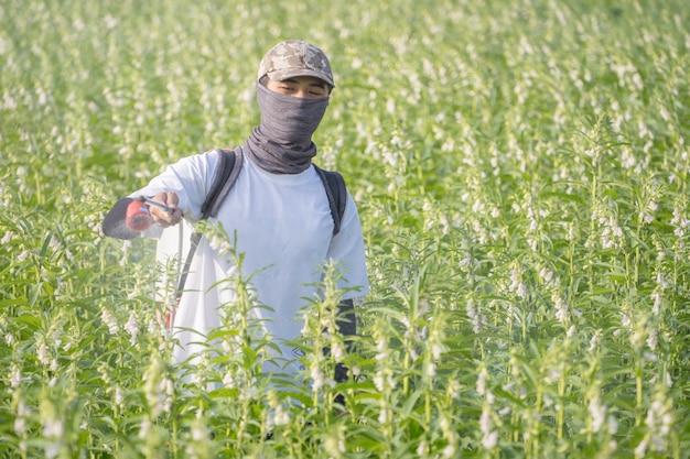 Un joven maestro agricultor está rociando pesticidas (productos químicos agrícolas) en su propio campo de sésamo para prevenir plagas y enfermedades de las plantas en la mañana, de cerca, Xigang, Tainan, Taiwán.
