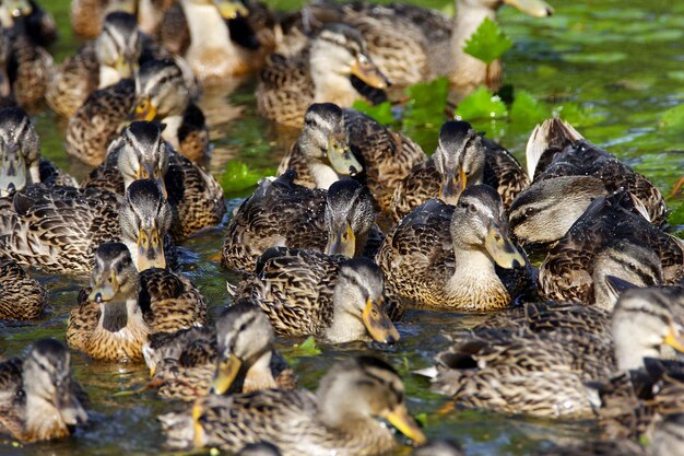 El joven mallard chupa nadando en el agua