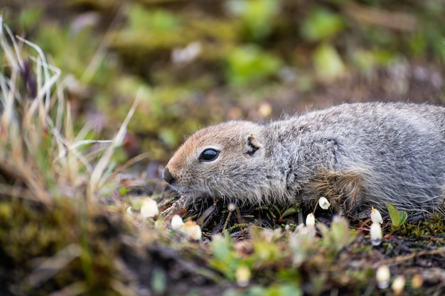 Joven marmota sentada cerca de su agujero