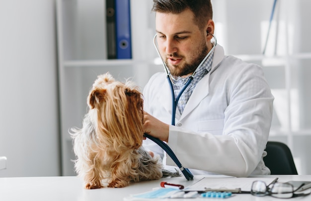 Joven médico veterinario guapo comprobar yorkshire terier