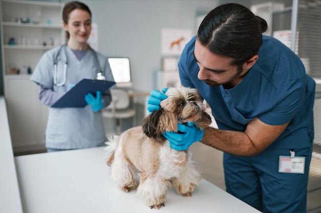 Joven médico veterinario en uniforme abrazando a yorkshire terrier durante el chequeo