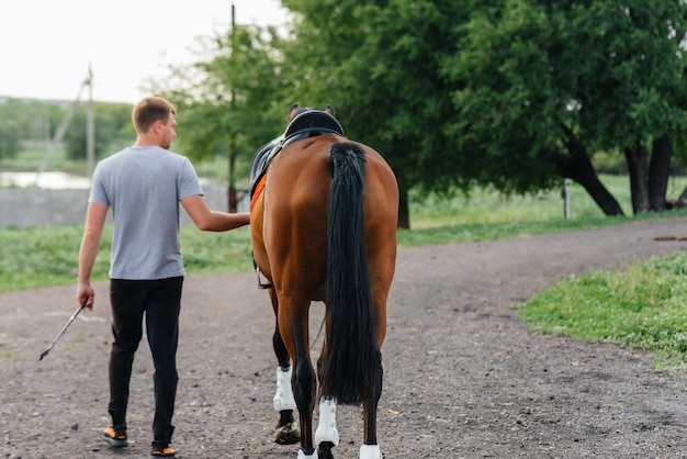 Un joven se para y mira a un semental de pura sangre en el rancho. Ganadería y cría de caballos de pura sangre.