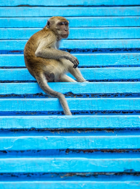 Joven mono sentado en la escalera azul