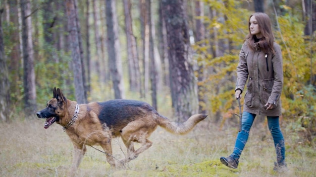 Joven mujer bastante atractiva jugando con su mascota pastor alemán caminando en un bosque de otoño gir ...