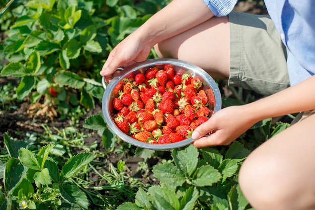 Joven mujer recoge fresas del jardín