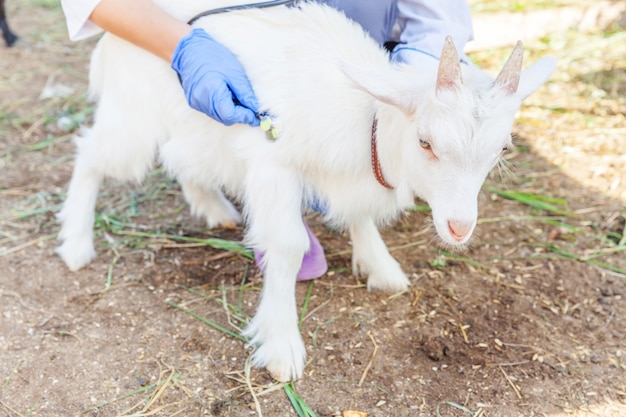 Joven mujer veterinaria con estetoscopio sosteniendo y examinando cabrito en Rancho