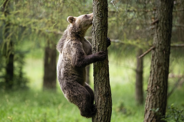 Joven oso pardo trepa a un árbol en el bosque de verano