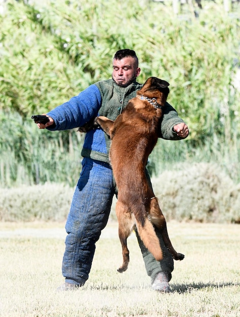 joven pastor belga entrenando en la naturaleza para la seguridad