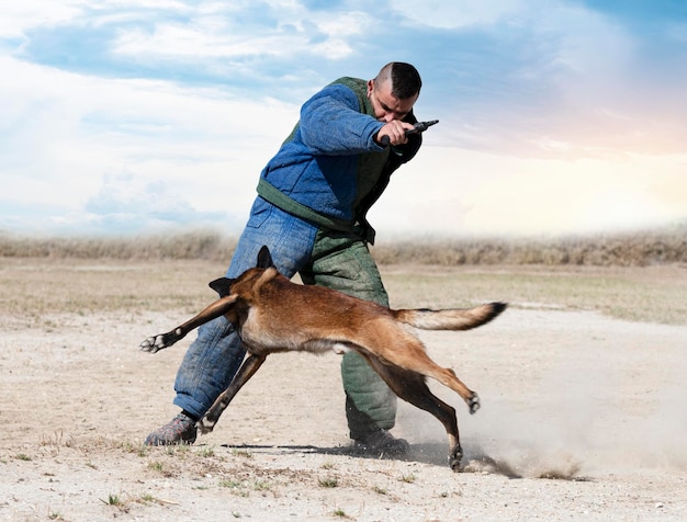 Joven pastor belga entrenando en la naturaleza por seguridad