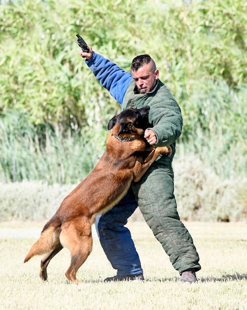 Foto joven pastor belga entrenando en la naturaleza por seguridad